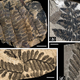 Illustration for article titled First Photos of China's 298-Million-Year-Old Buried Forest